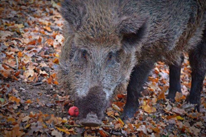 Co jí kanec v divoké zvěře?